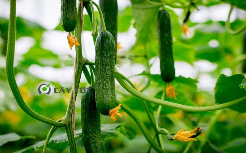 Hạt Giống Dưa Leo Không Hạt