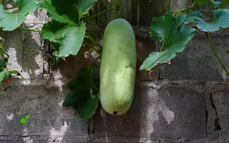 Hạt Giống Bí Đao