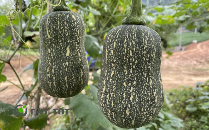 Hạt Giống Bí Đỏ