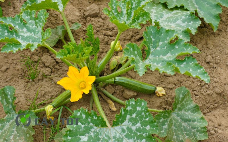 Hạt Giống Bí Xanh