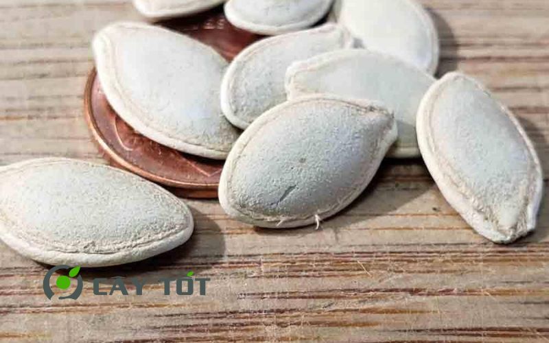 Hạt Giống Bí Ngòi Vàng