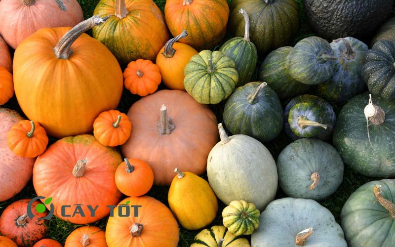 Hạt Giống Bí Rợ