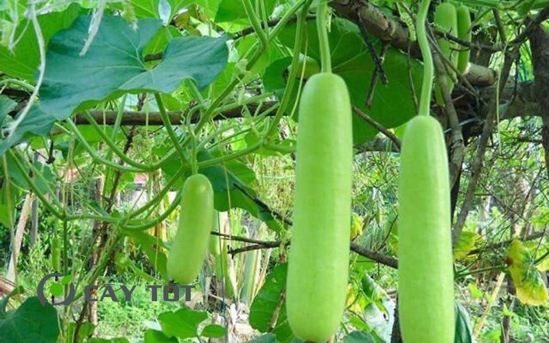 Hạt Giống Bầu Sao