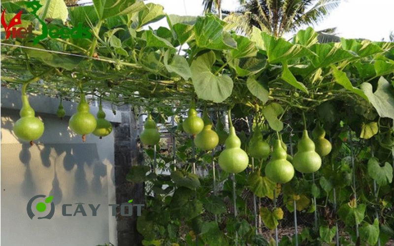 Hạt Giống Bầu Hồ Lô