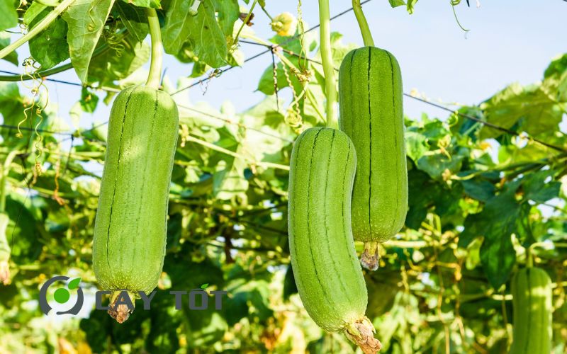 Hạt Giống Mướp Hương