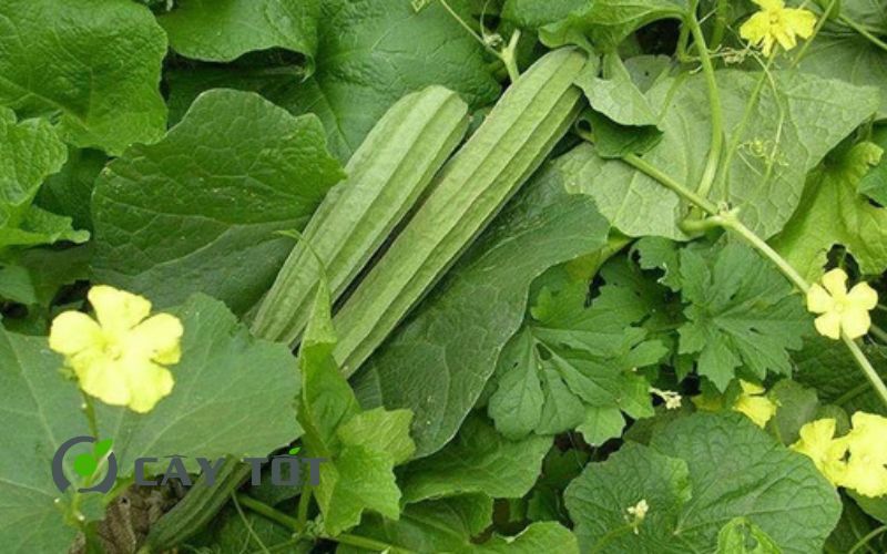 Hạt Giống Mướp Khía