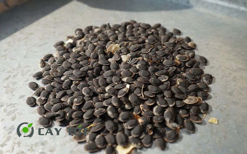 Hạt Giống Mướp Nhật