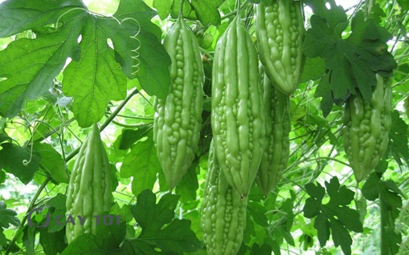 Hạt Giống Khổ Qua