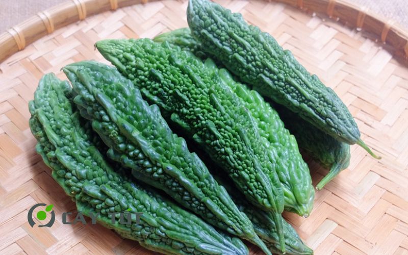 Hạt Giống Khổ Qua Rừng