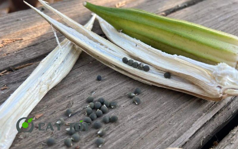 Hạt Giống Đậu Bắp