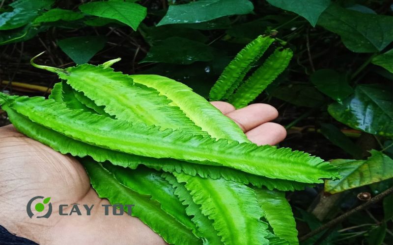 Hạt Giống Đậu Rồng