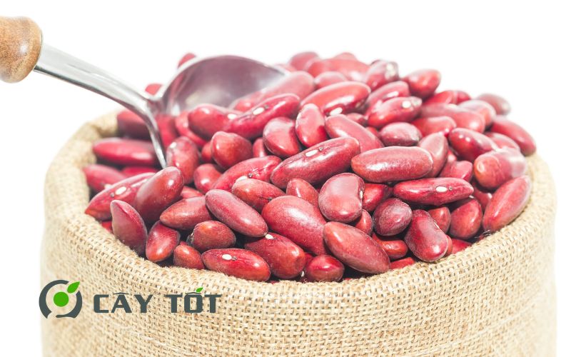 Hạt Giống Đậu Que