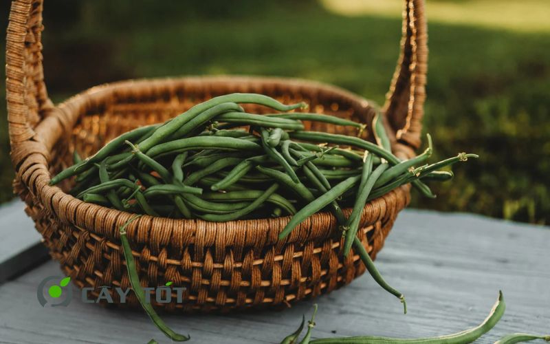 Hạt Giống Đậu Cove Xanh