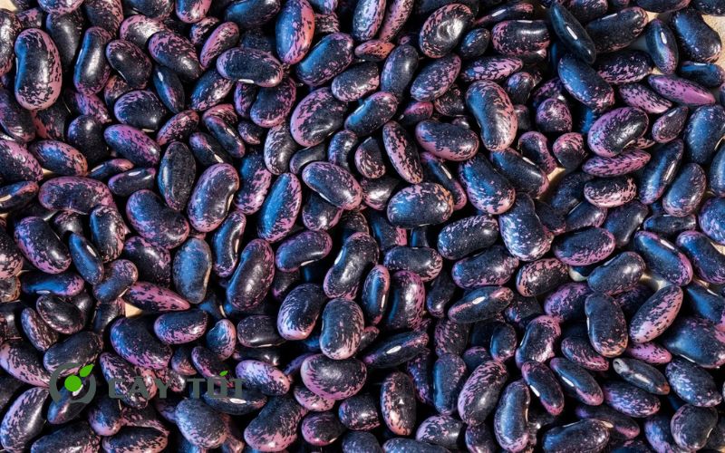 Hạt Giống Đậu Cove Tím