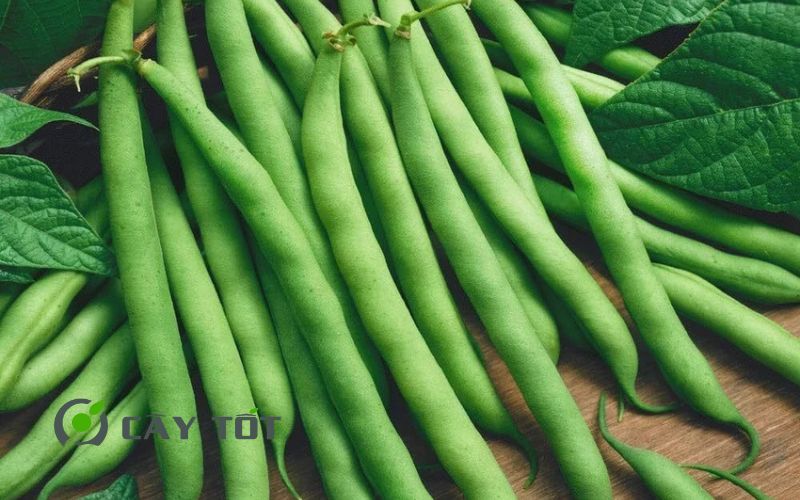 Hạt Giống Đậu Ván