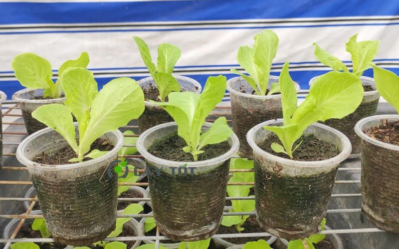 Hạt Giống Xà Lách Mỡ