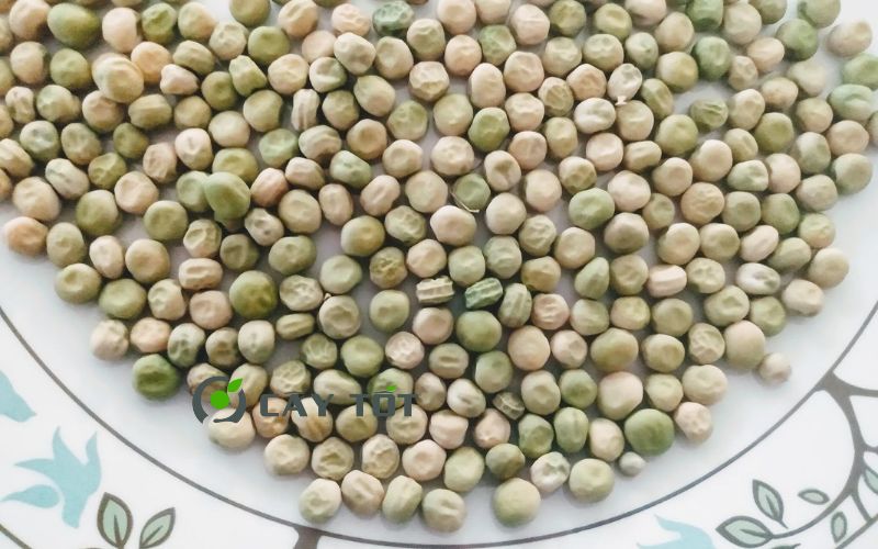 Hạt Giống Đậu Hà Lan Leo