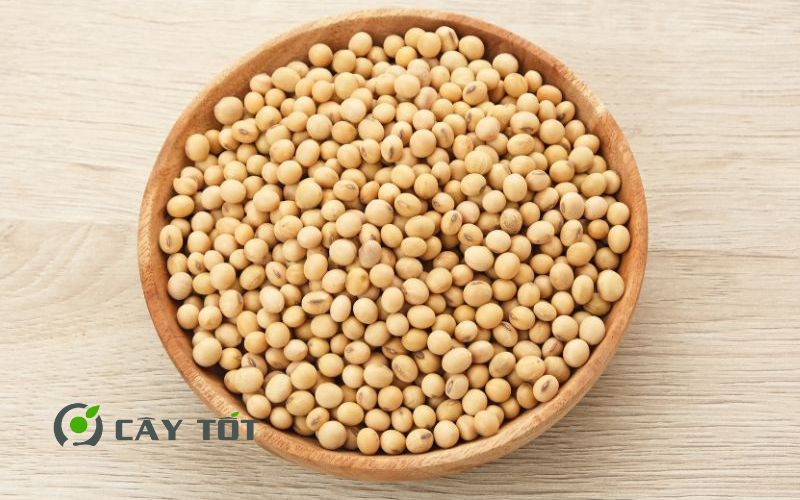 Hạt giống Đậu Nành