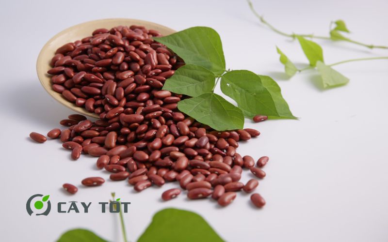 Hạt Giống Đậu Đỏ