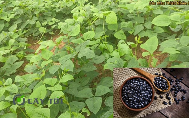 Hạt Giống Đậu Đen