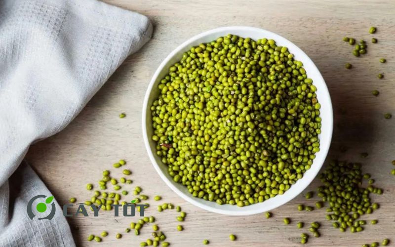 Hạt Giống Đậu Xanh