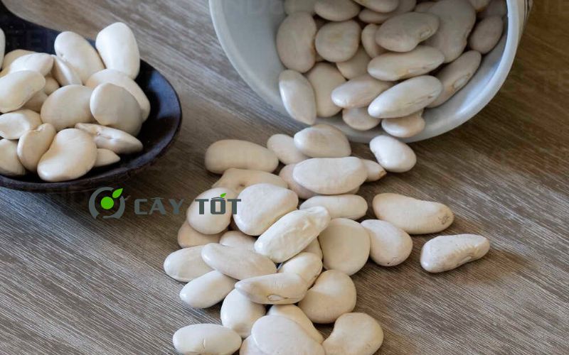 Hạt Giống Đậu Trắng