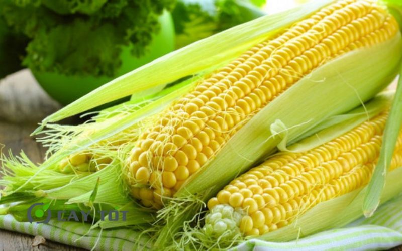 Hạt Giống Ngô Ngọt
