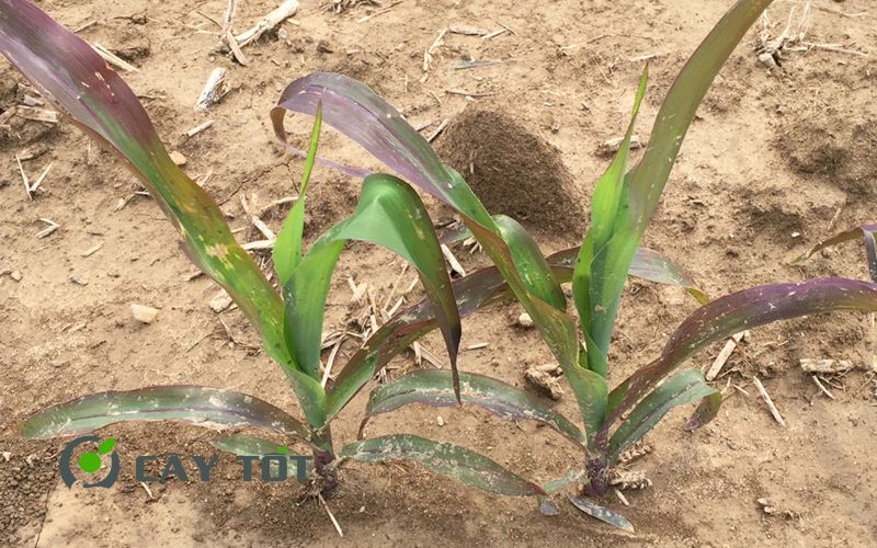 Hạt Giống Ngô Tím