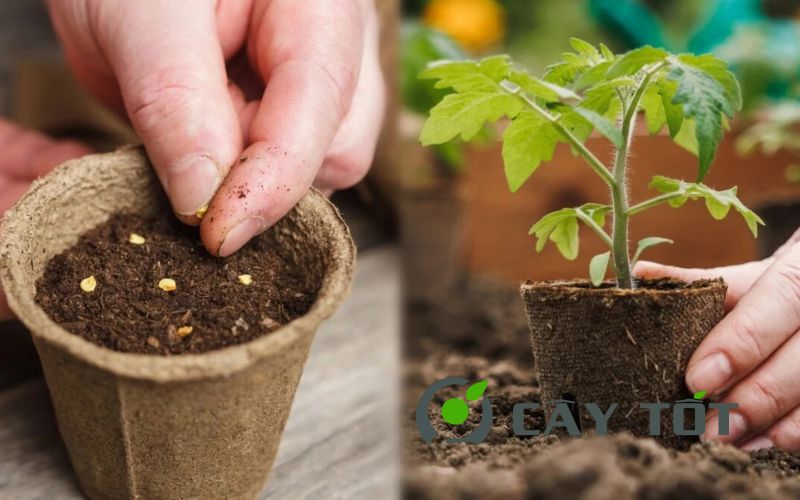 Hạt Giống Cây Trồng