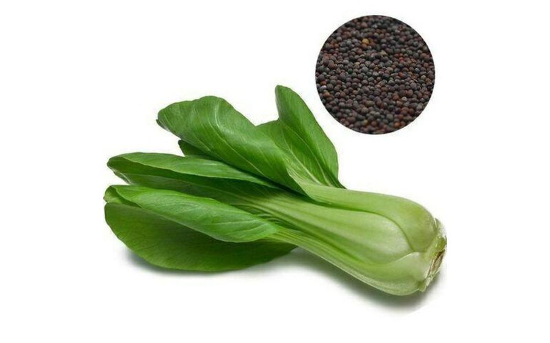 Hạt Giống Cải Thìa