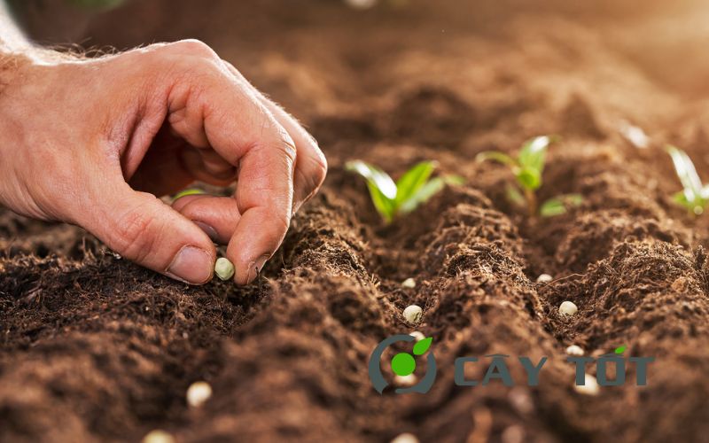 Hạt Giống Cây Trồng