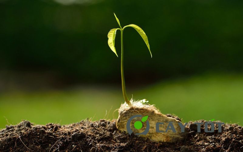 Hạt Giống Cây Trồng