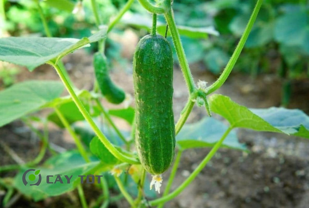 Hạt Giống Dưa Leo