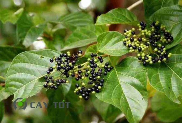 Hạt Giống Lá Cách