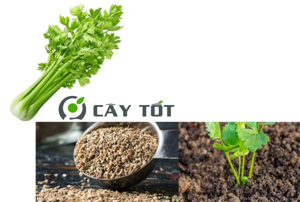 Hạt Giống Rau Cần Tây