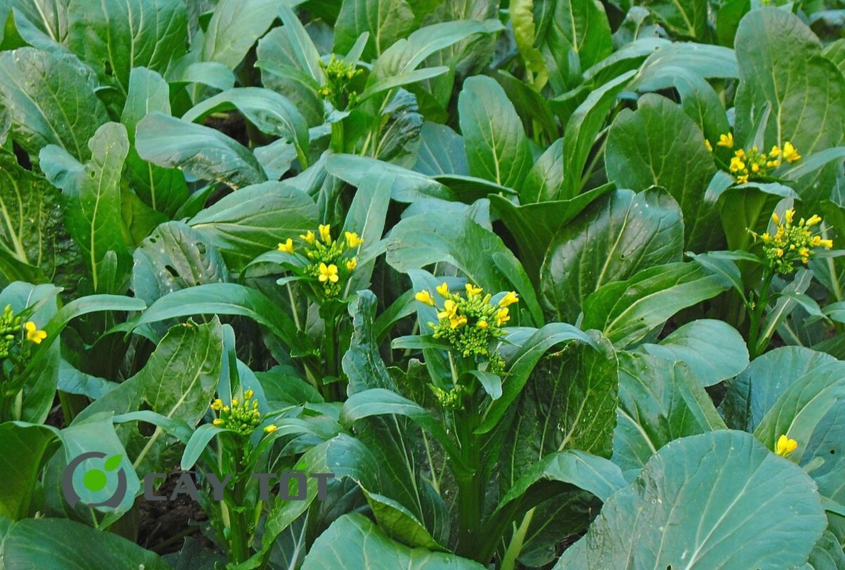 Hạt Giống Cải Ngọt