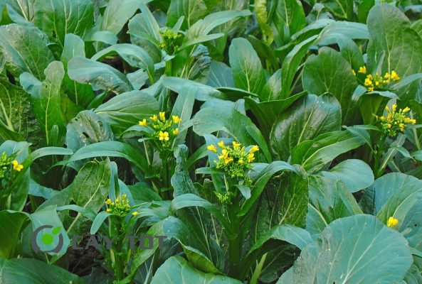 Hạt Giống Cải Ngọt