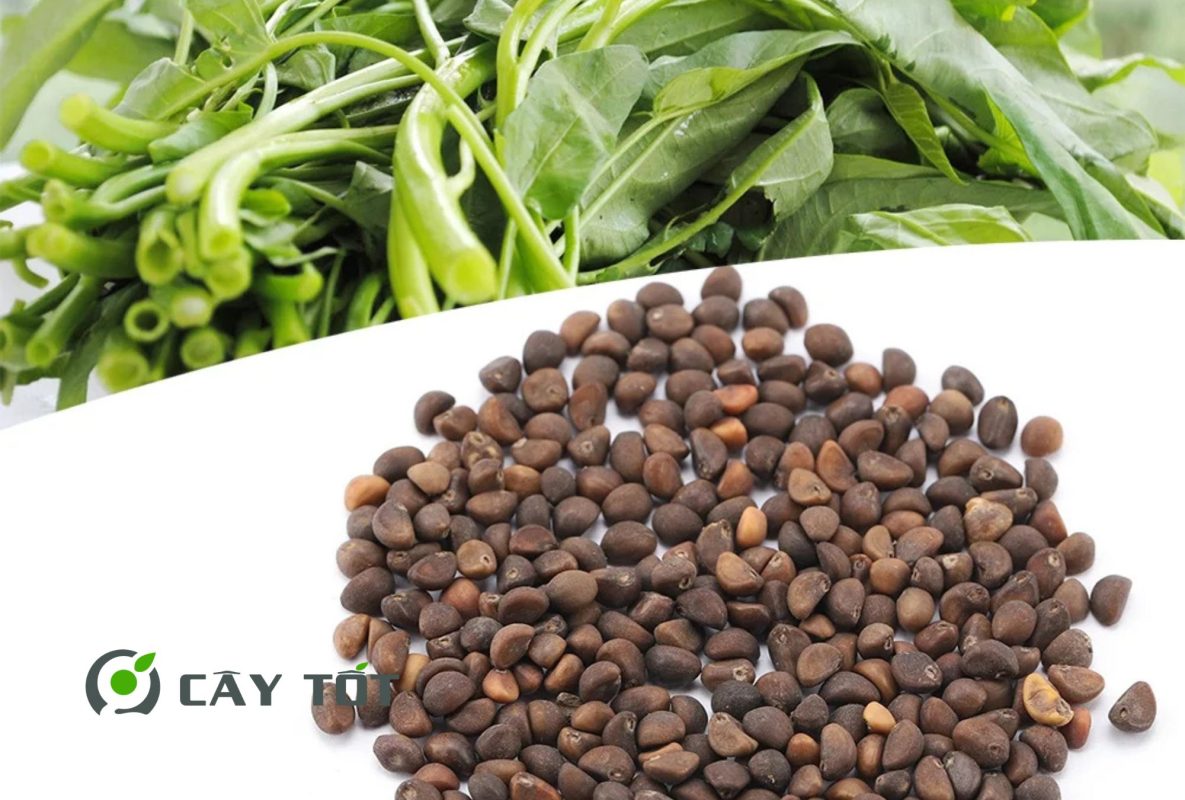 Hạt Giống Rau Muống