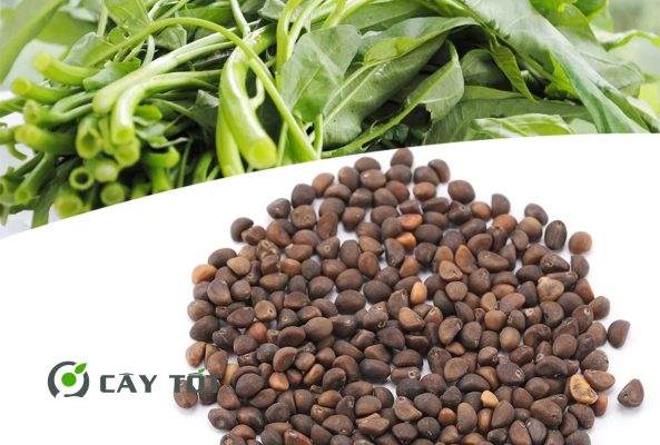 Hạt Giống Rau Muống