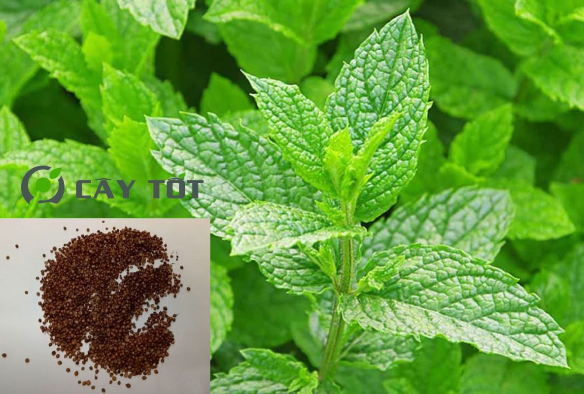 Hạt Giống Bạc Hà