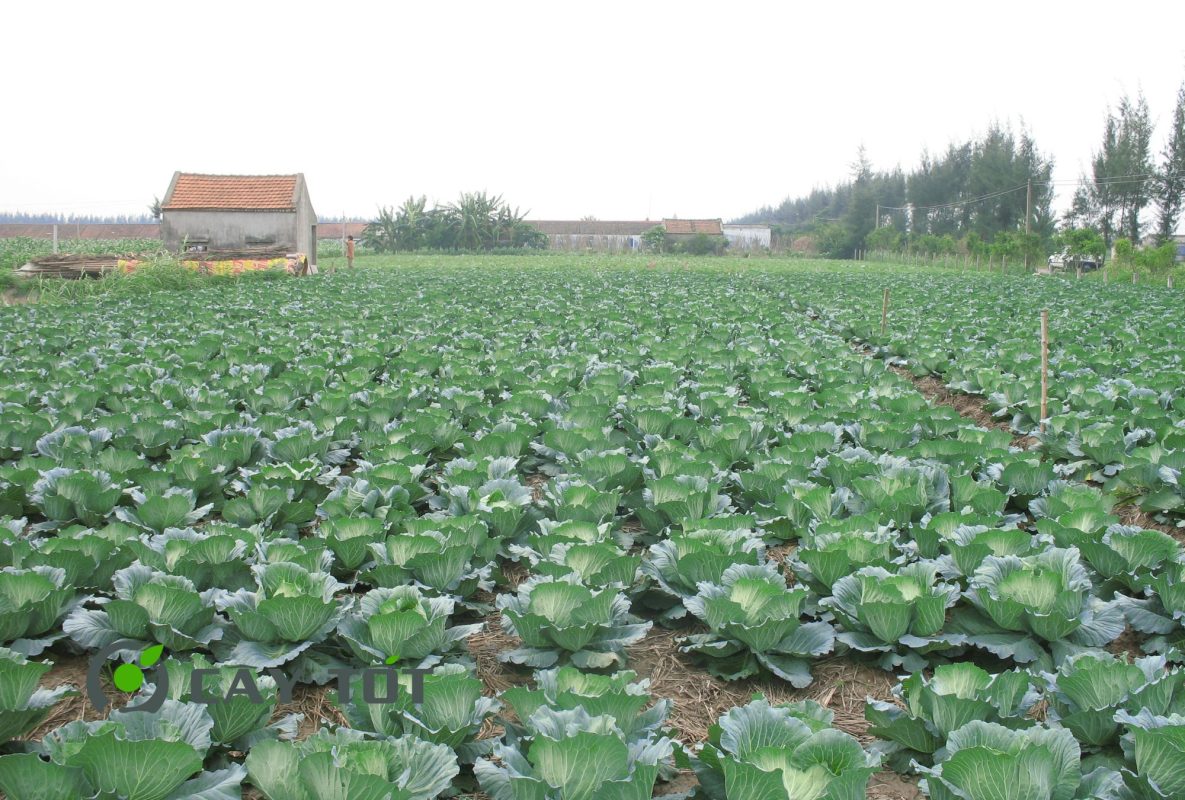 Hạt Giống Bắp Cải