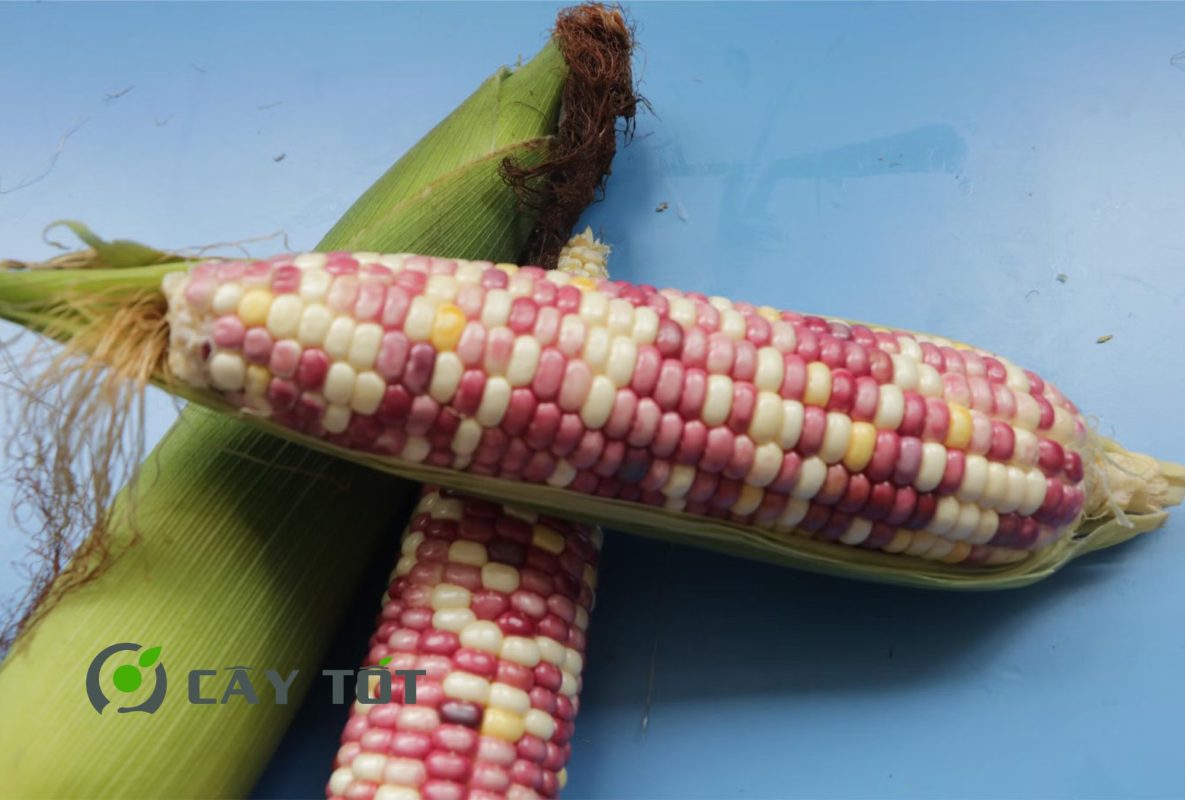 Hạt Giống Ngô Nếp
