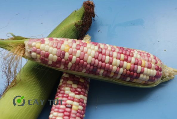 Hạt Giống Ngô Nếp