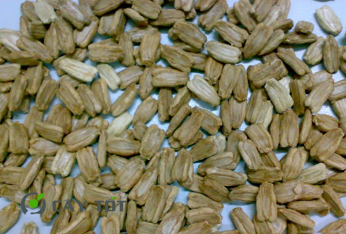 Hạt Giống Bầu Hồ Lô