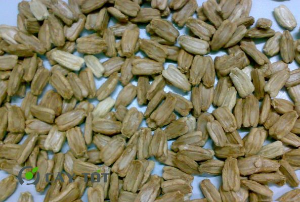 Hạt Giống Bầu Hồ Lô