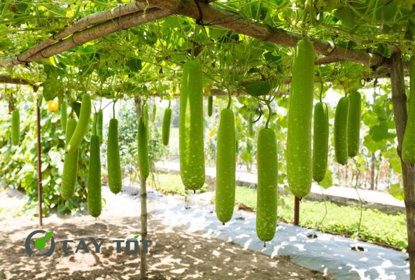 Hạt Giống Bầu Sao