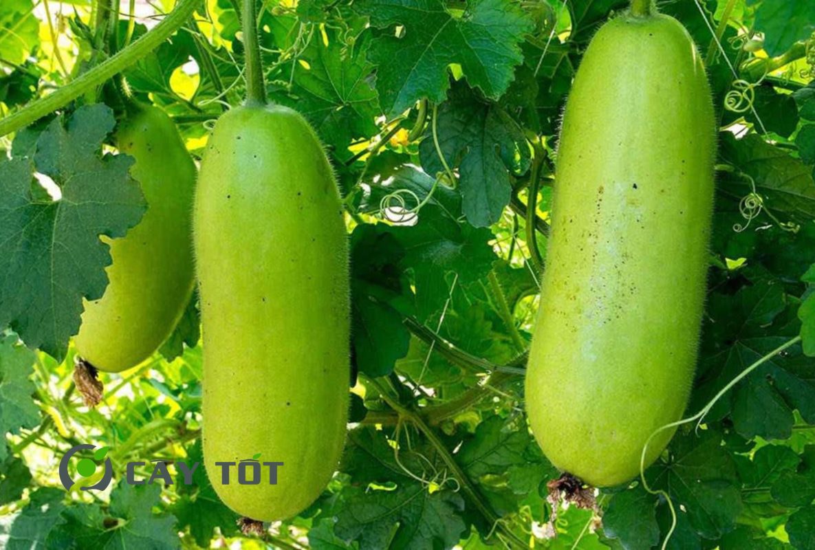 Hạt Giống Bí Đao