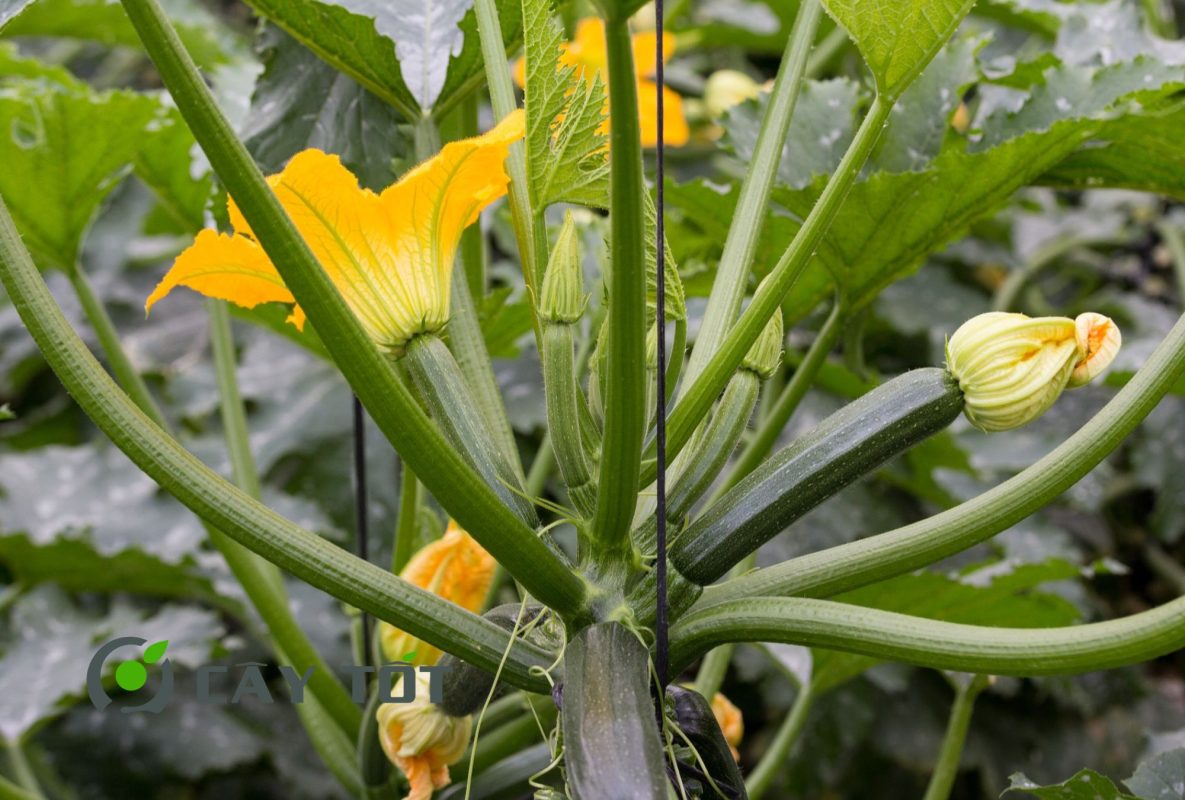 Hạt Giống Bí Ngòi Xanh