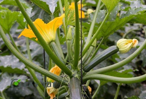 Hạt Giống Bí Ngòi Xanh