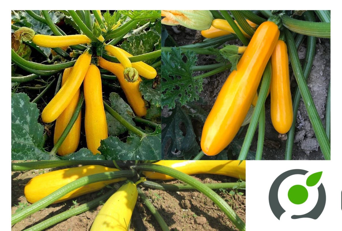 Hạt Giống Bí Ngòi Vàng